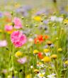 Фотообои, цветы
